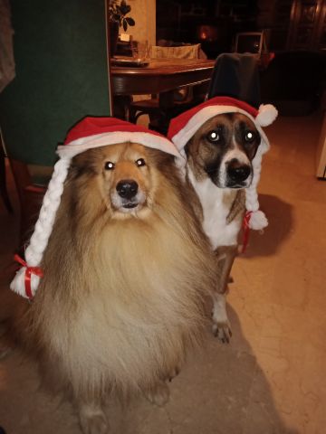 Noel des chiens